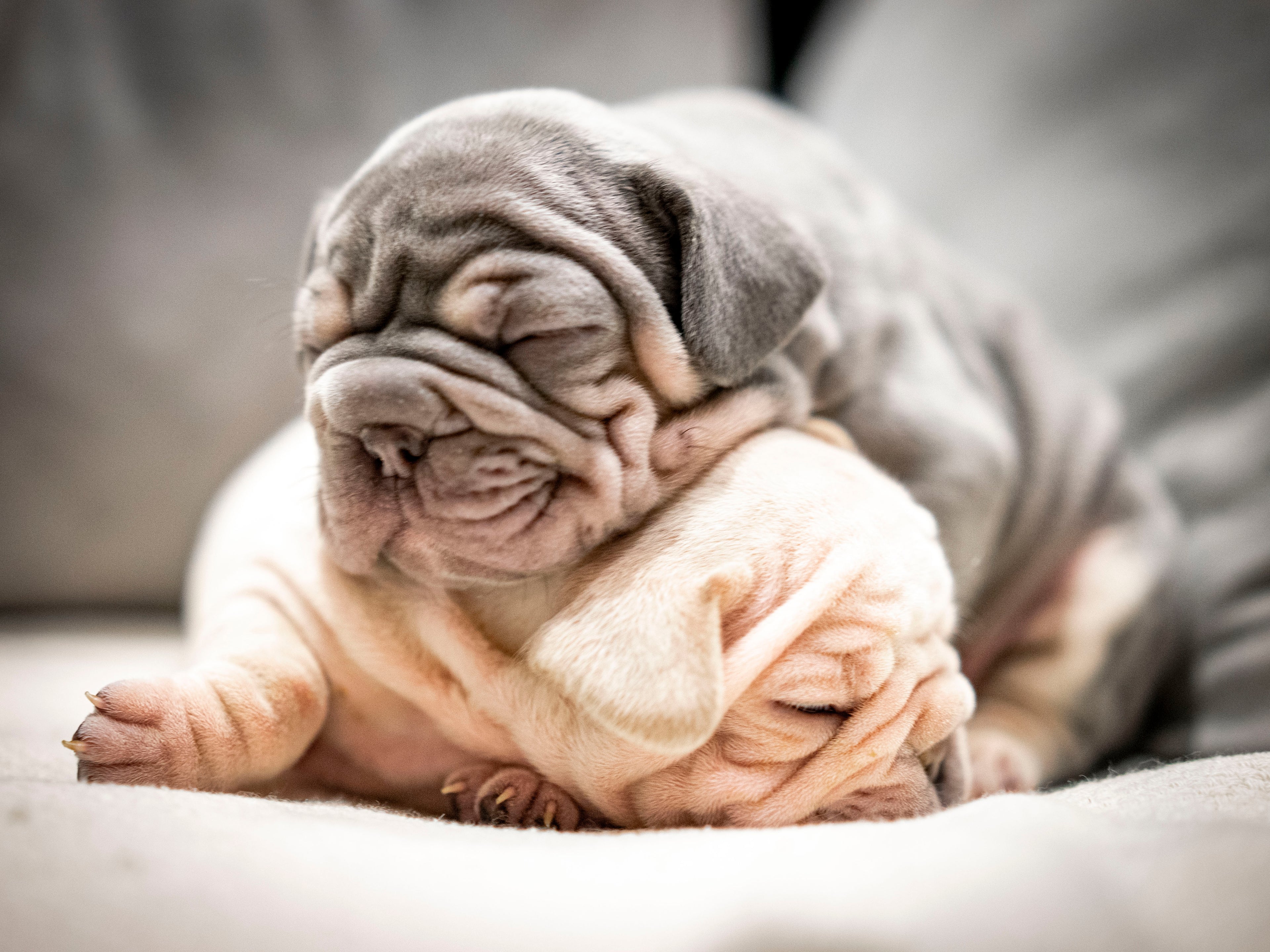 Dogs