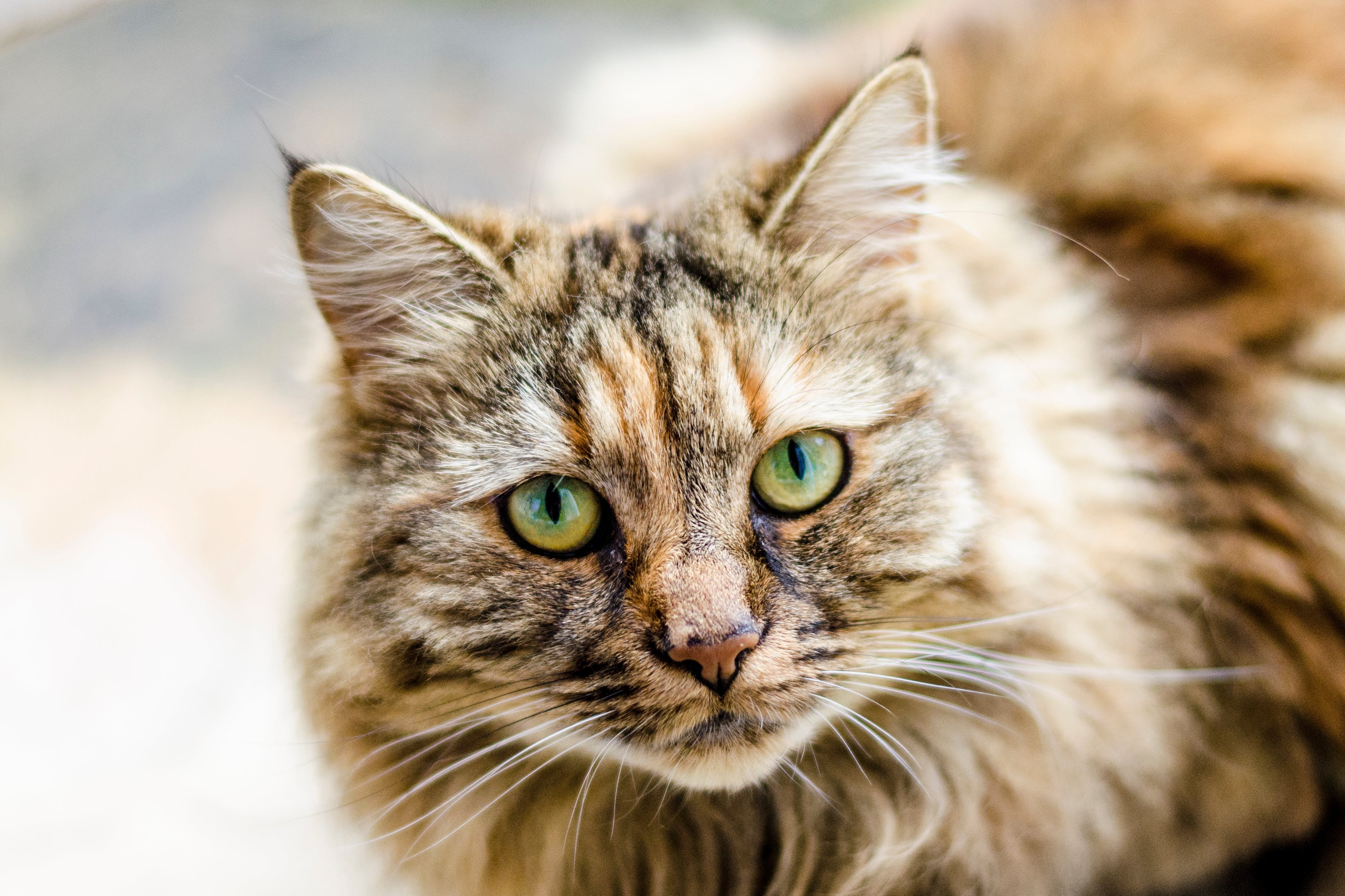 Cats