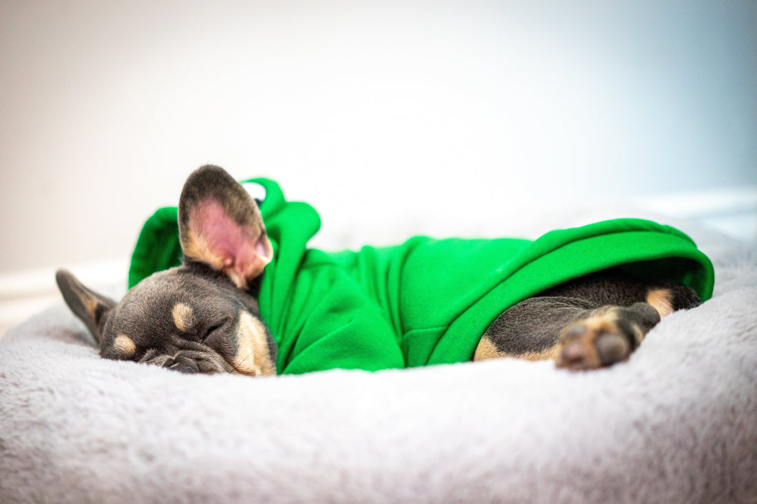 More Than Just a Snooze Spot: Why Quality Pet Bedding is Non-Negotiable for Every Pet