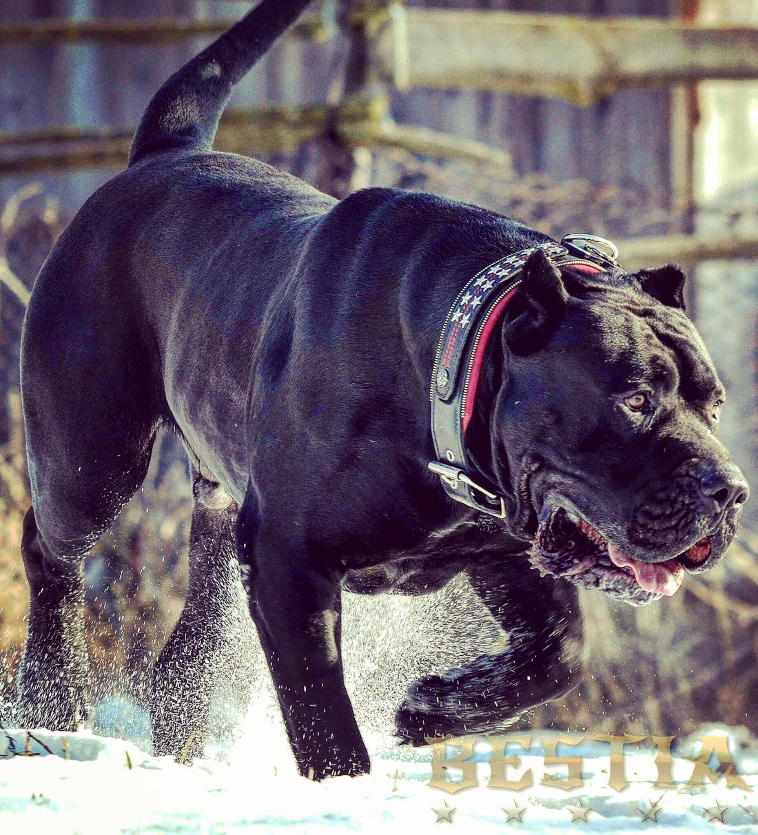 The Unseen Powerhouse: Why Premium Collars Are a Must-Have for Your Big Dog