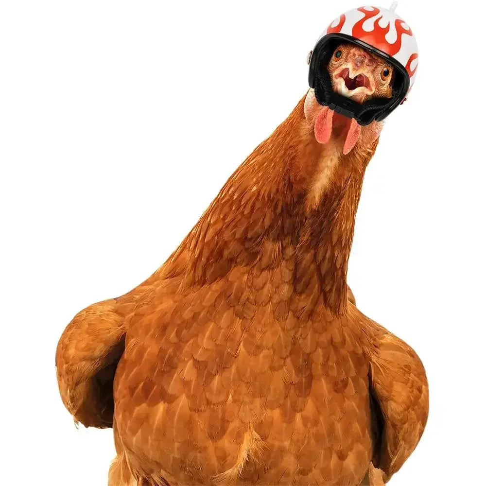Bird/Chicken Helmet