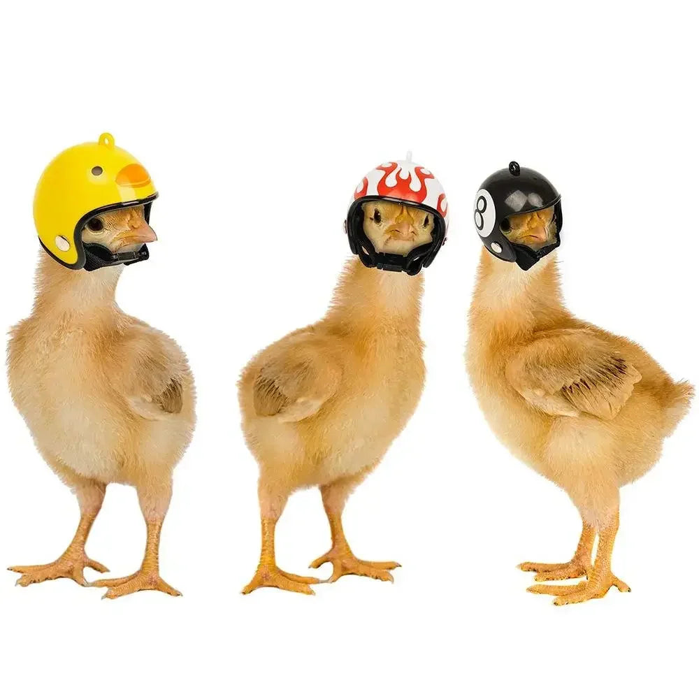 Bird/Chicken Helmet