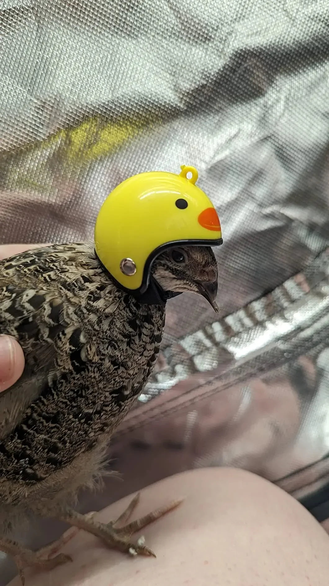 Bird/Chicken Helmet