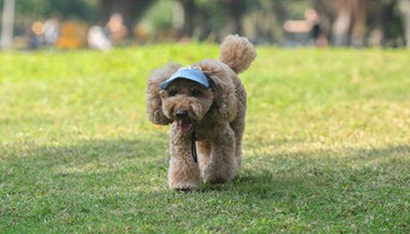 Pet Baseball Cap for Dogs and Cats